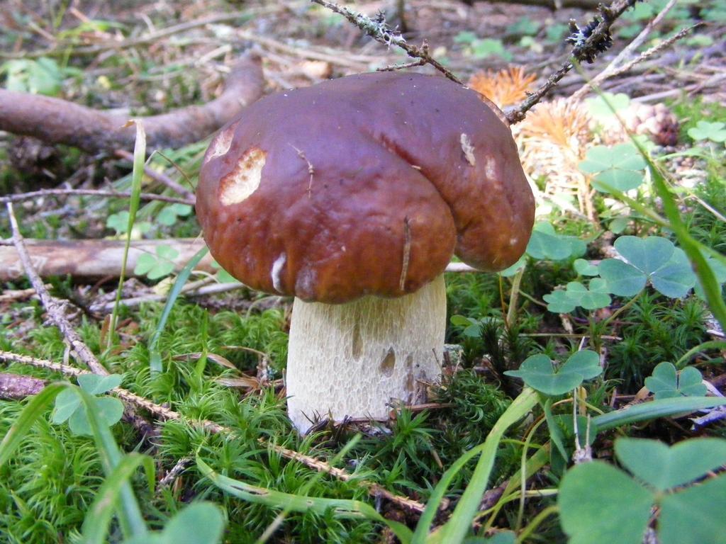 Chaty Jasná Demänovská Dolina Exterior foto